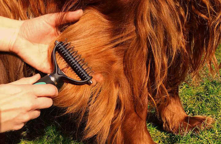How to Use a Dematting Tool on a Dog: Expert Tips for Success