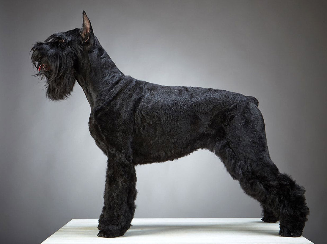 The Best Guide for Schnauzer Grooming RUBOLD