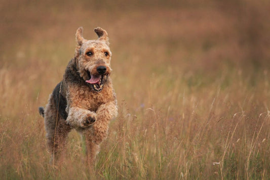 Airedale Training - You Don't Have to be an Expert to be Successful