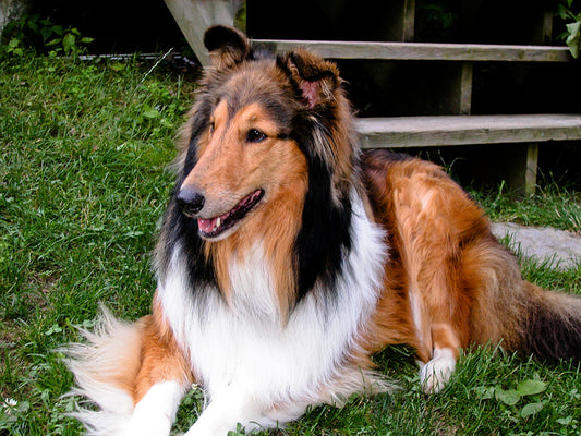 How to Groom Your Collie