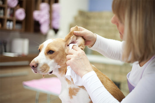 How to clean dog ears and eyes