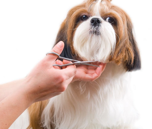What Grooming Supplies and Tools You Should Use