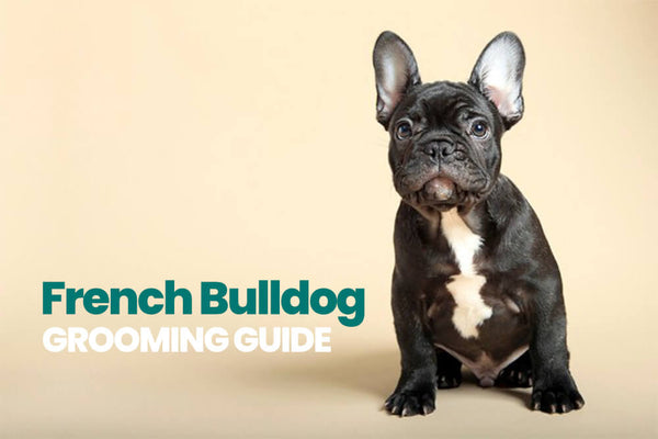 French bulldog shop grooming products