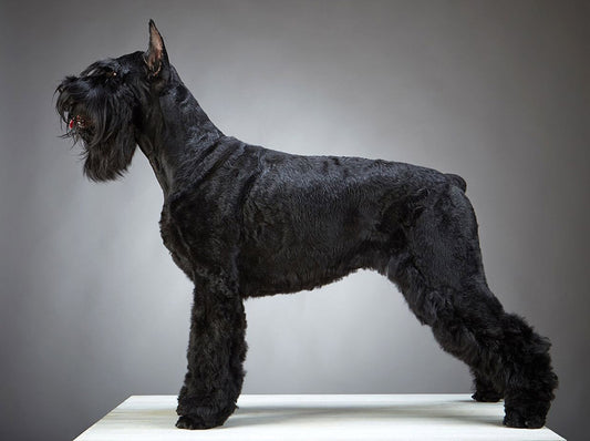The Best Guide for Schnauzer Grooming