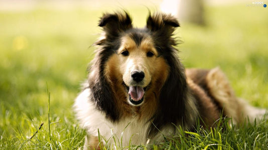 How to Groom a Long Coat Dog Step by Step