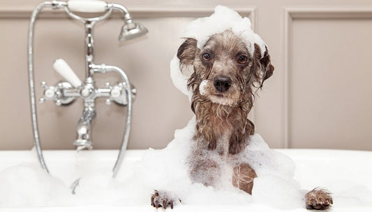Why do dogs need grooming?