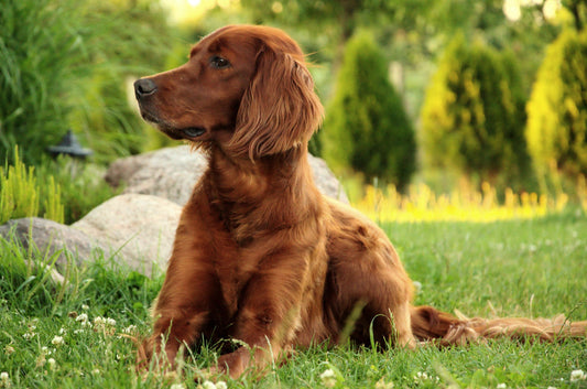 How to groom your Gordon or Irish Setter