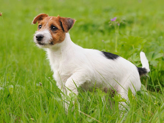 Jack and Parson Russel Terrier Grooming Guide