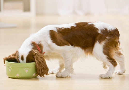 Natural Dog Food – Why You Should Make The Transition Gradually