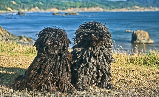How to groom a Puli