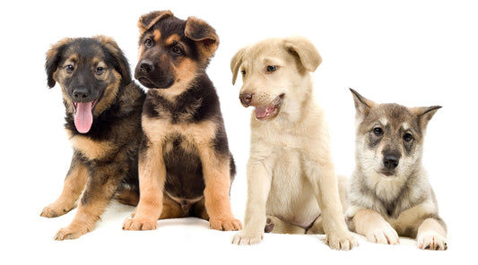 Puppy grooming - everything you have to know