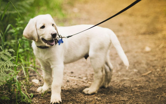 Training a Puppy to Walk