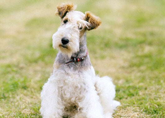 Grooming your Wirehair Fox Terrier